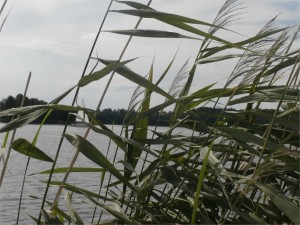Obraz 172